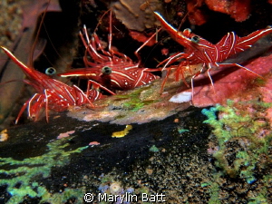 Hay you gus lets have a party.  Hinge back shrimp by Marylin Batt 
